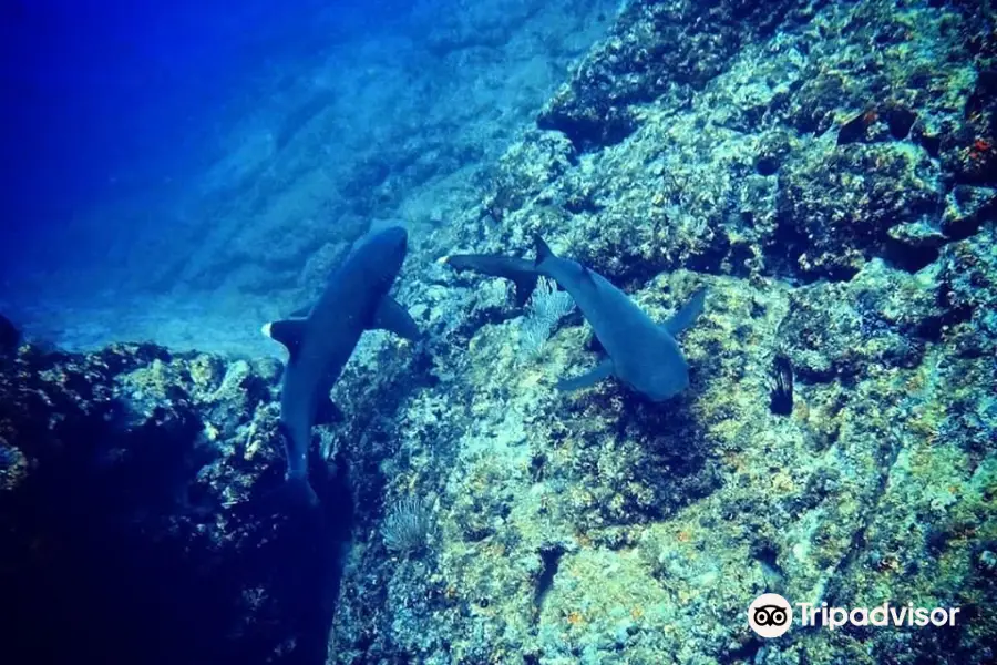 Tamarindo Diving