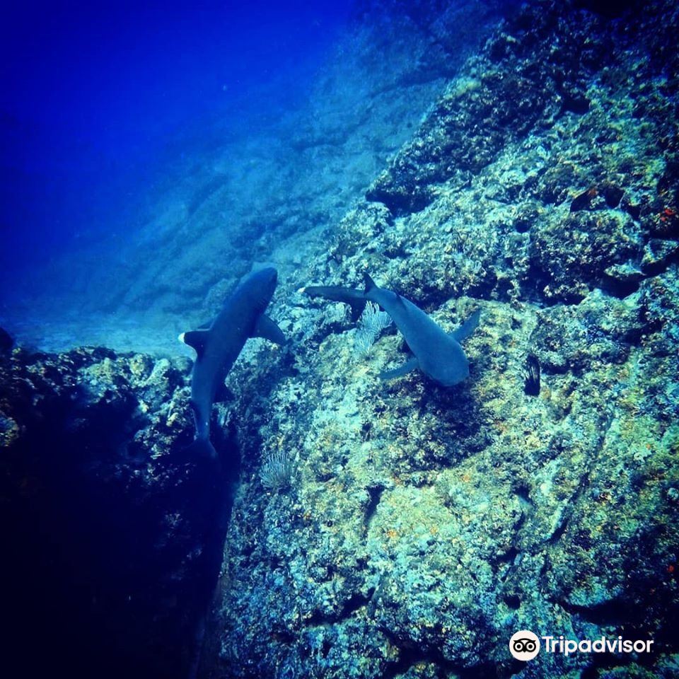 Tamarindo Diving