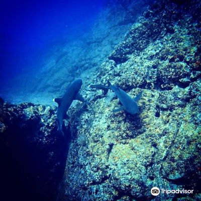 Tamarindo Diving