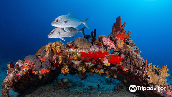 Sail Caribbean Divers