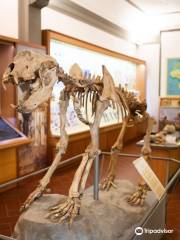 Museo Civico di Paleontologia di Empoli