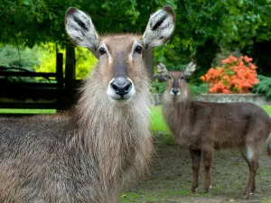 Zoologischer Garten Krakau