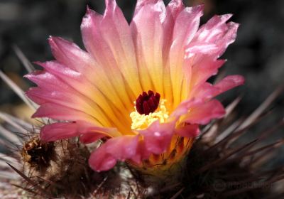 Palmex Cactus Garden