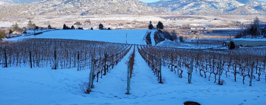 Road 13 Vineyards