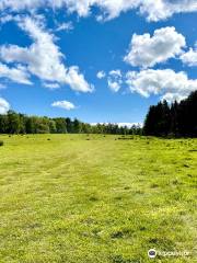 Dunnottar Woods