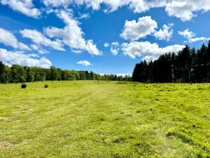 Dunnottar Woods