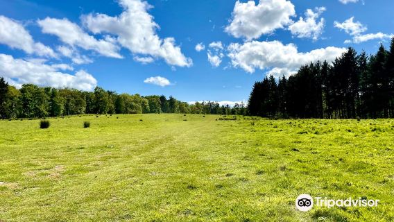 Dunnottar Woods