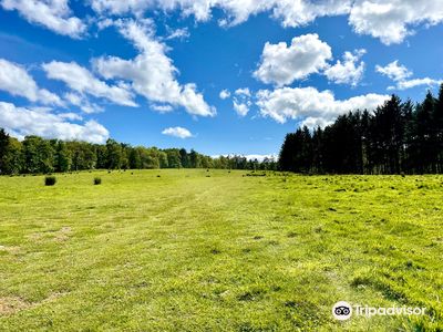 Dunnottar Woods