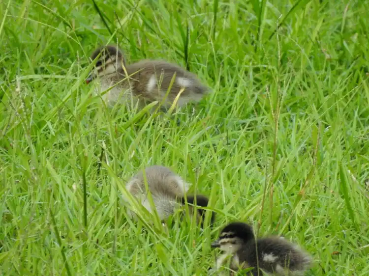 Hotels in Russell Island