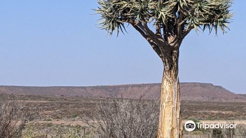 Quiver Tree Forest