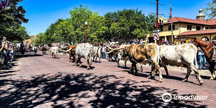 Fort Worth Herd