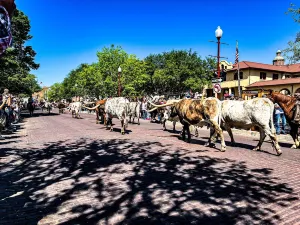 Fort Worth Herd