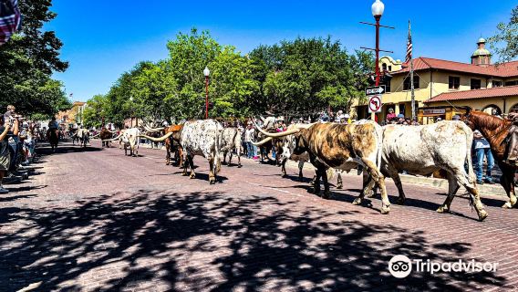 Fort Worth Herd