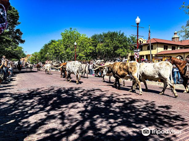 Fort Worth Herd