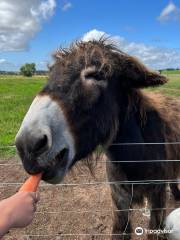 Balnuith Alpacas