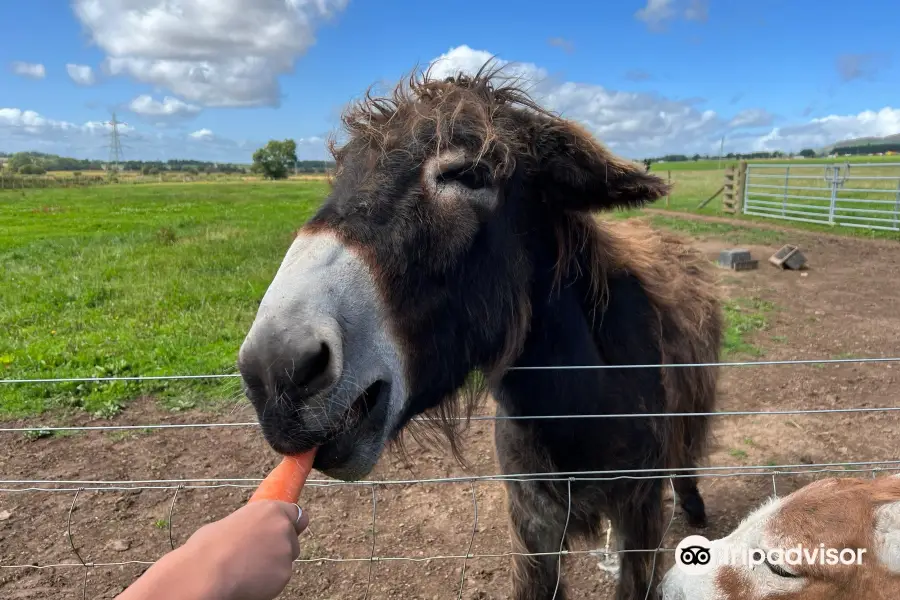 Balnuith Alpacas