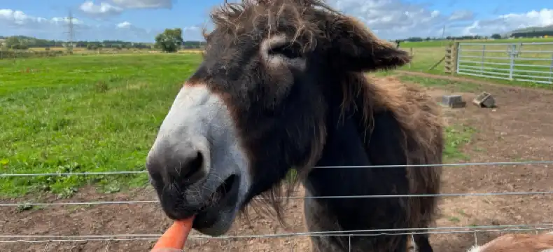 Hotell med 3-stjärniga i Angus, Storbritannien