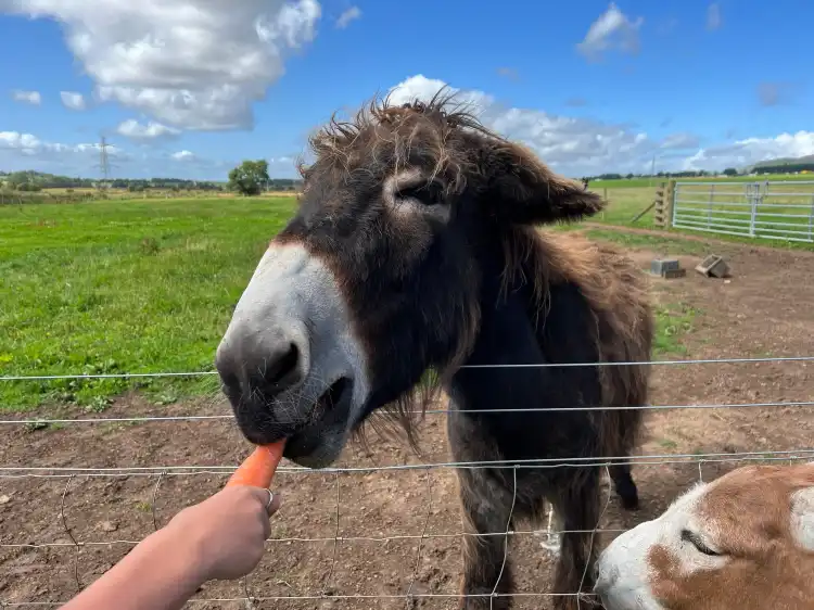 Homestays in Angus, United Kingdom