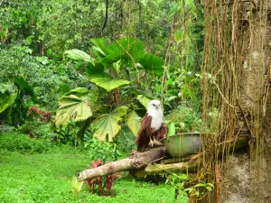 Philippine Eagle Center