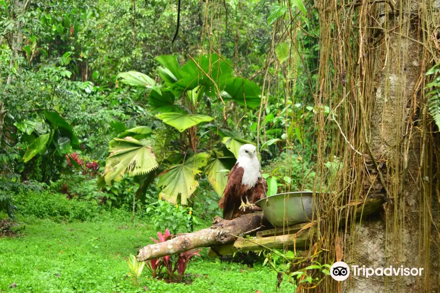 Philippine Eagle Center