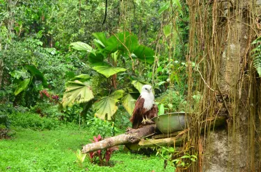 Philippine Eagle Research and Nature Center