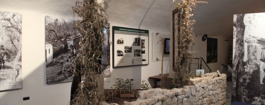 Museo della Civilta dell'Ulivo