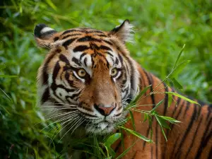Akron Zoo