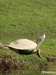 National Chambal Sanctuary NCS