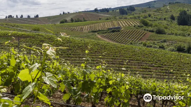 4_Emilio Moro Winery