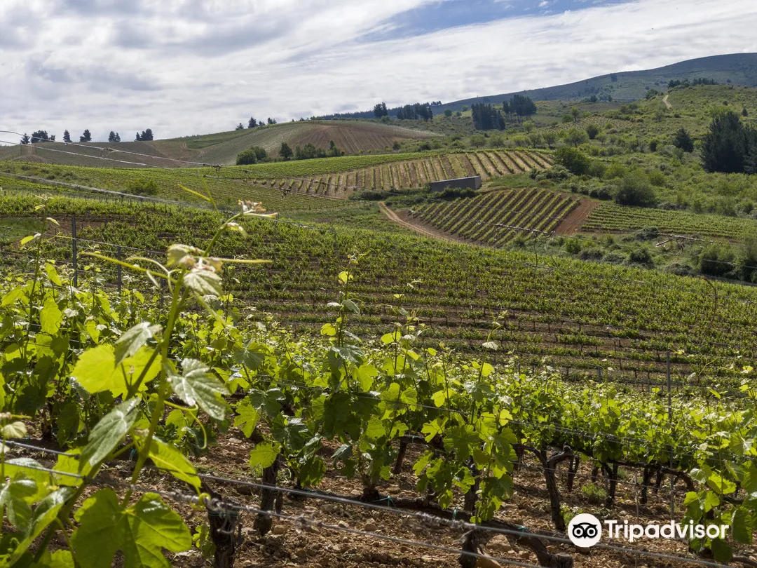 4_Emilio Moro Winery