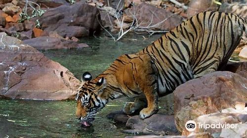 Ranthambore Jungle Safari