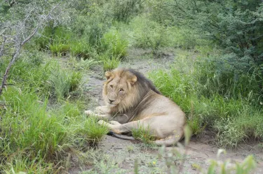 Madikwe Game Reserve