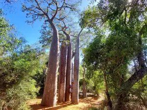 Riserva naturale Reniala