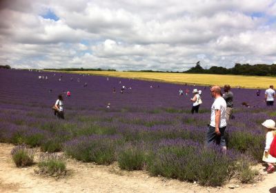 Lordington Lavender