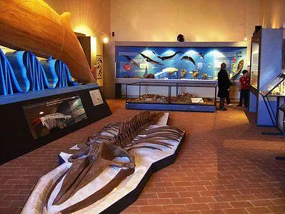 Museo Geologico G. Cortesi