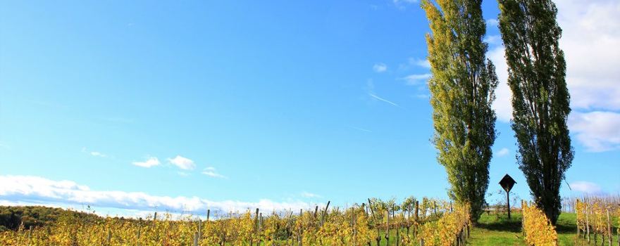 Weinbau Wurzinger