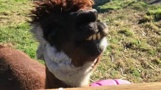 Humming Mountain Alpacas