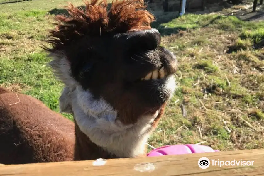 Humming Mountain Alpacas