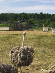 White Rock Ostrich Farm