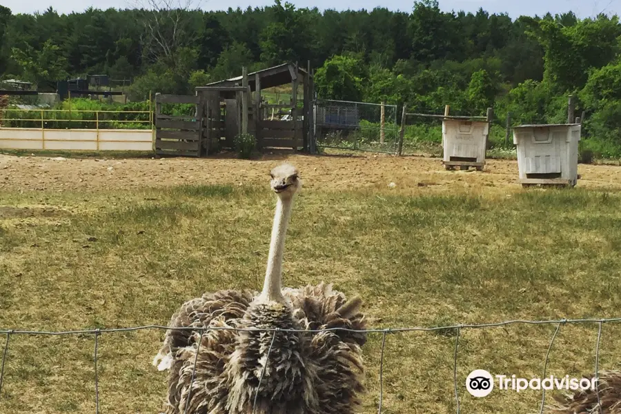 White Rock Ostrich Farm