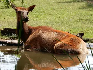 Zoo New York