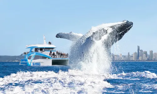 Sea World Cruises