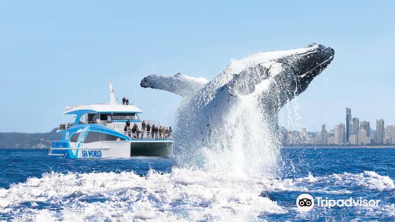 Gold CoastTours
