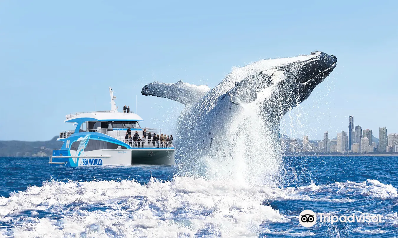 5_Sea World Cruises