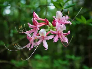 Briarwood: Caroline Dormon Nature Preserve