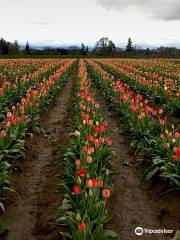 Wooden Shoe Tulip Farm