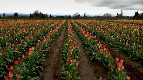 Wooden Shoe Tulip Farm