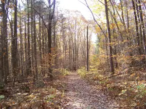 Pittsfield State Forest