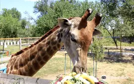 Шымкентский зоопарк