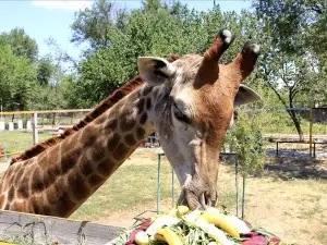 Shymkent Zoo